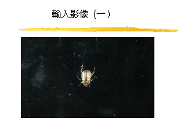 輸入影像（一）